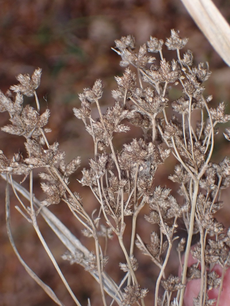 Woodland Bulrush photo 7