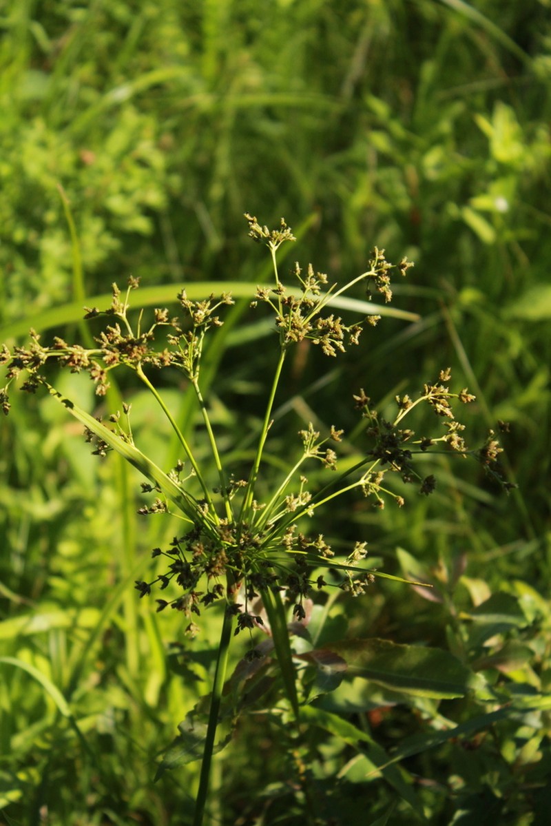 Woodland Bulrush photo 8