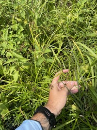 Reclining Bulrush