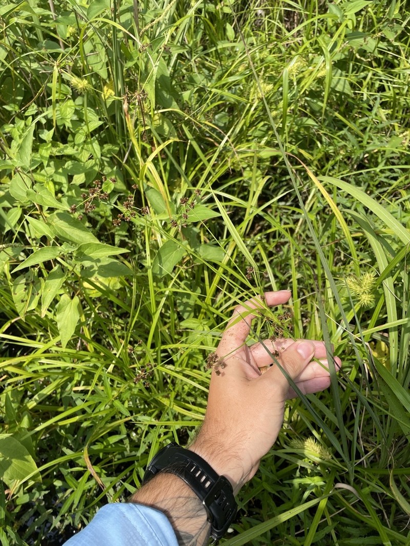 Reclining Bulrush