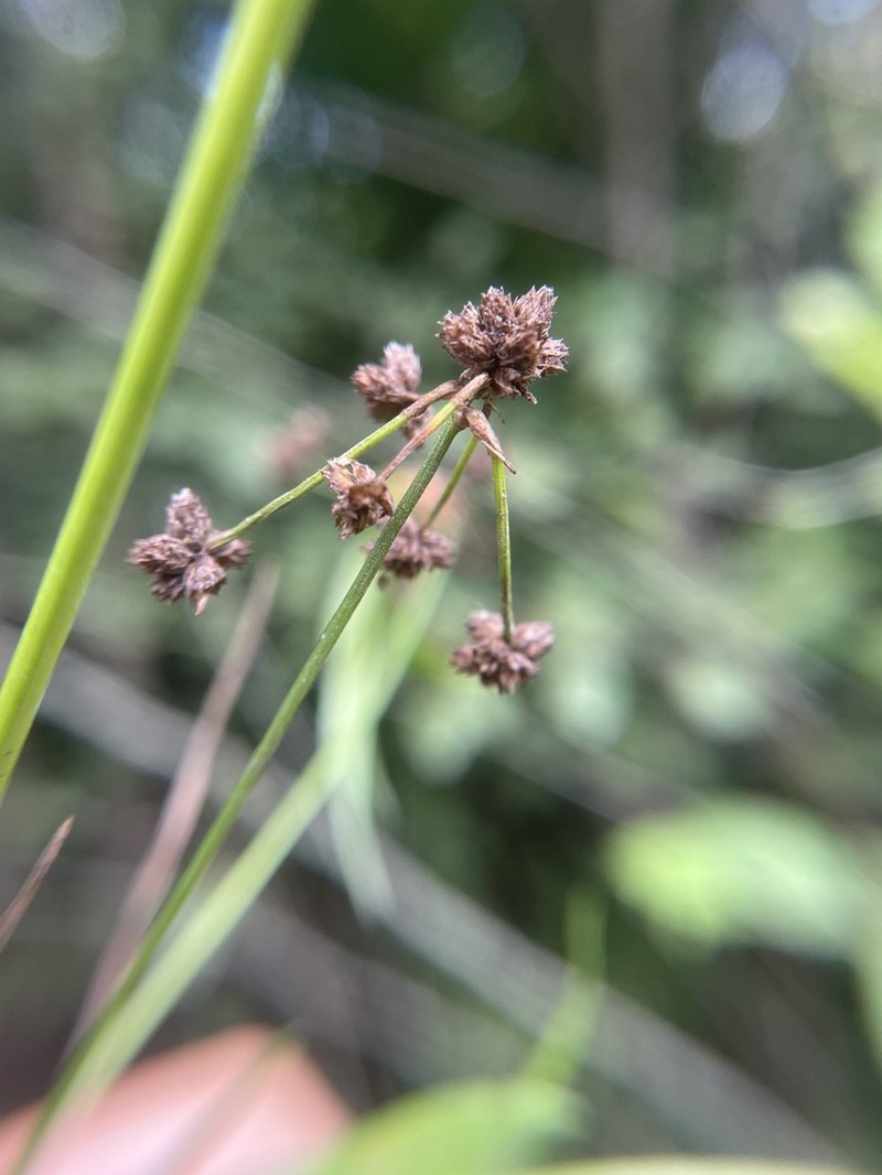 Reclining Bulrush photo 2