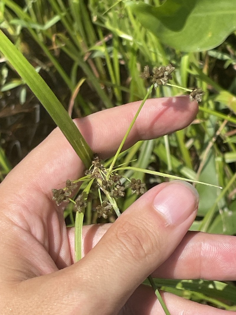 Reclining Bulrush photo 5