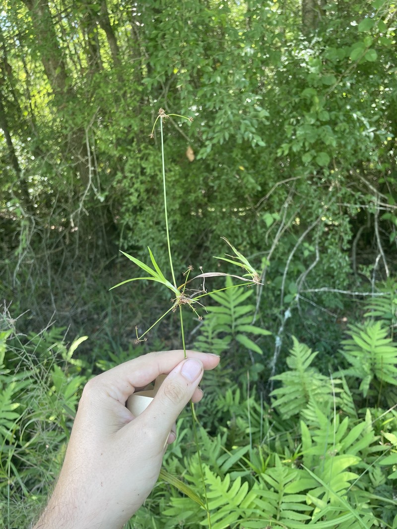 Reclining Bulrush photo 8