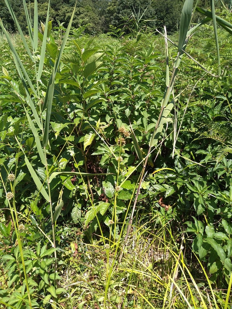 Scirpus fuirenoides