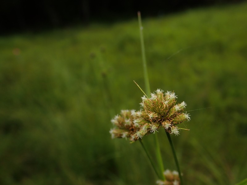 Scirpus fuirenoides photo 2