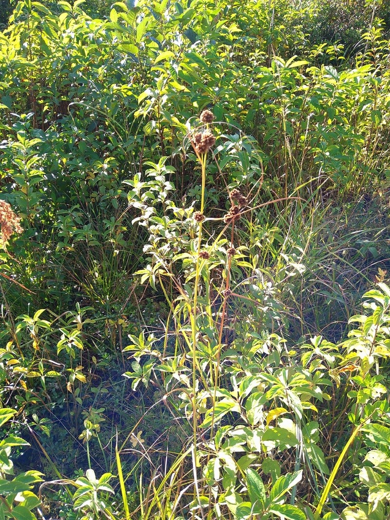 Scirpus fuirenoides photo 3
