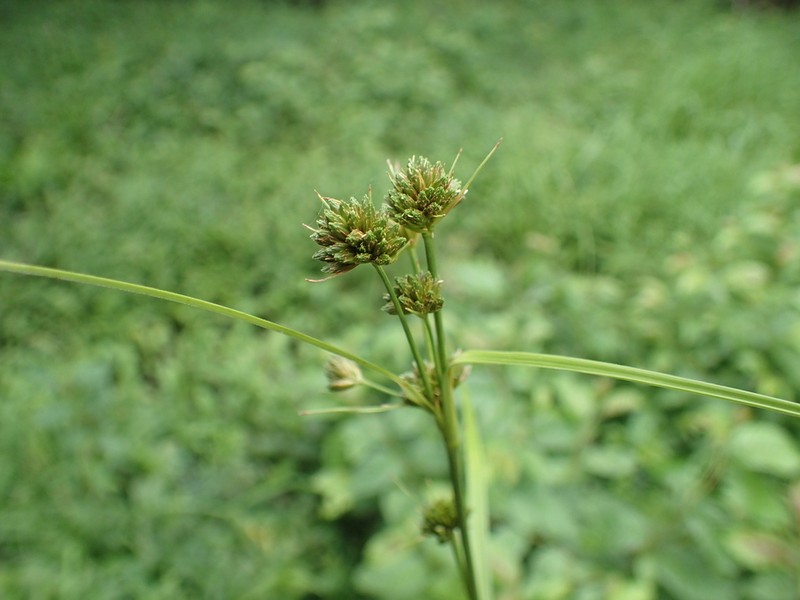 Scirpus fuirenoides photo 4