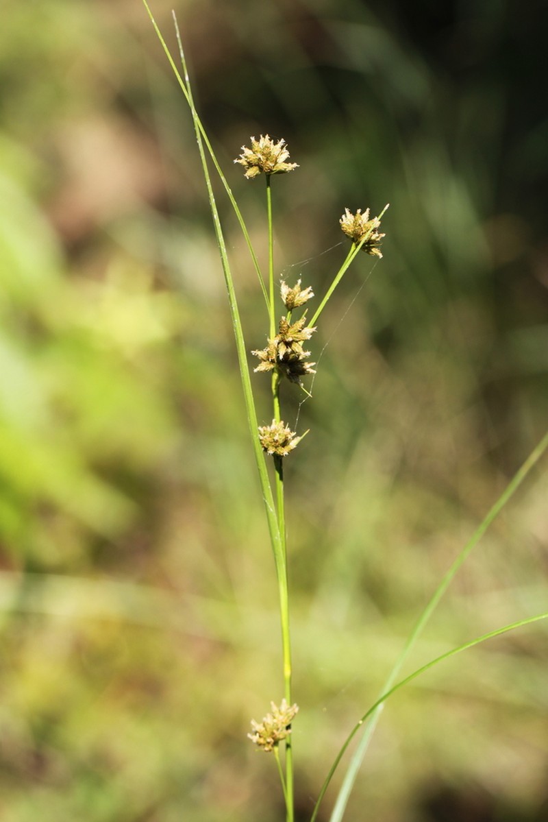 Scirpus fuirenoides photo 5