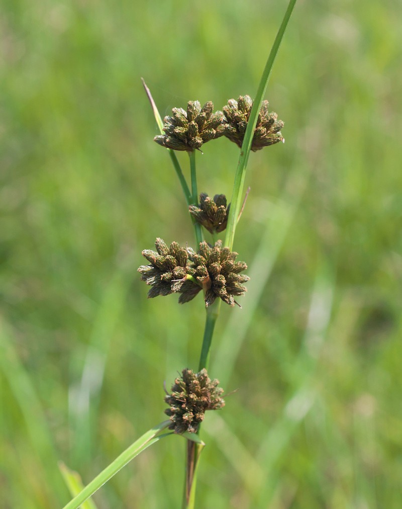 Scirpus fuirenoides photo 6