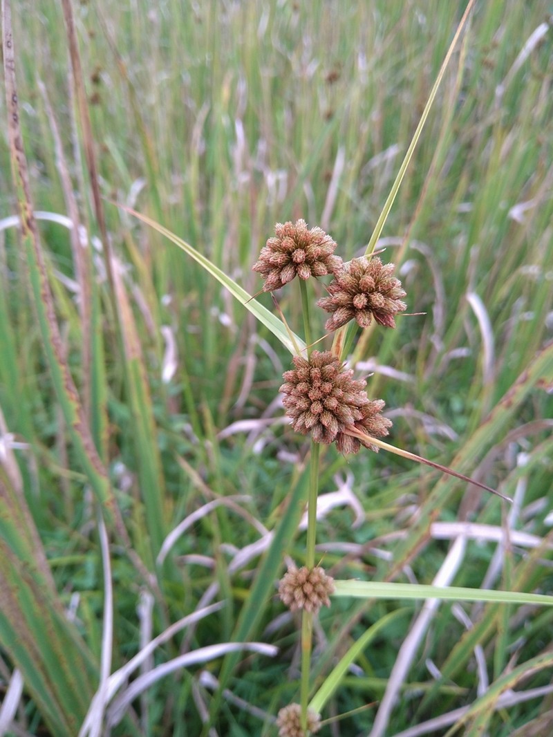 Scirpus fuirenoides photo 7