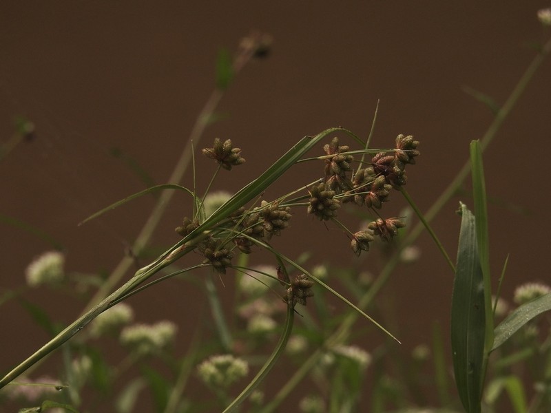 Scirpus fuirenoides photo 8