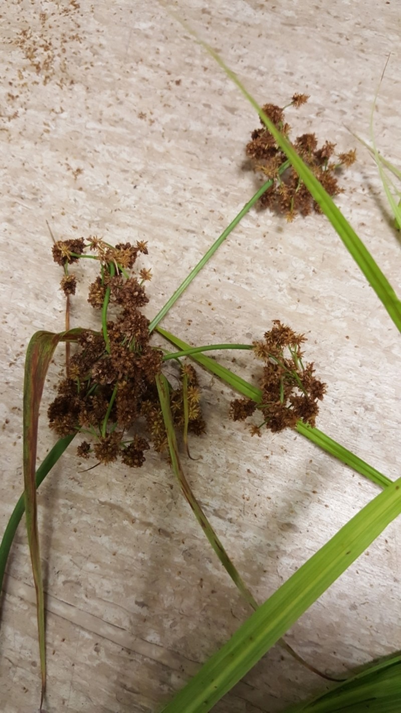 Georgia Bulrush photo 3