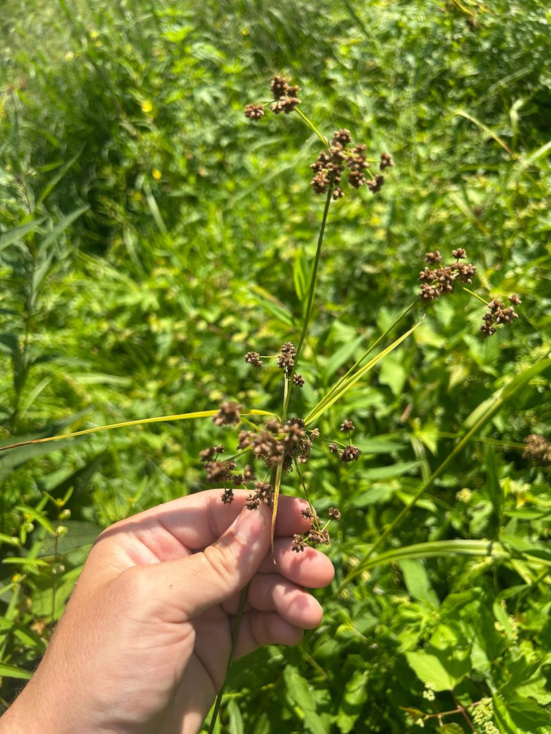 Georgia Bulrush photo 4