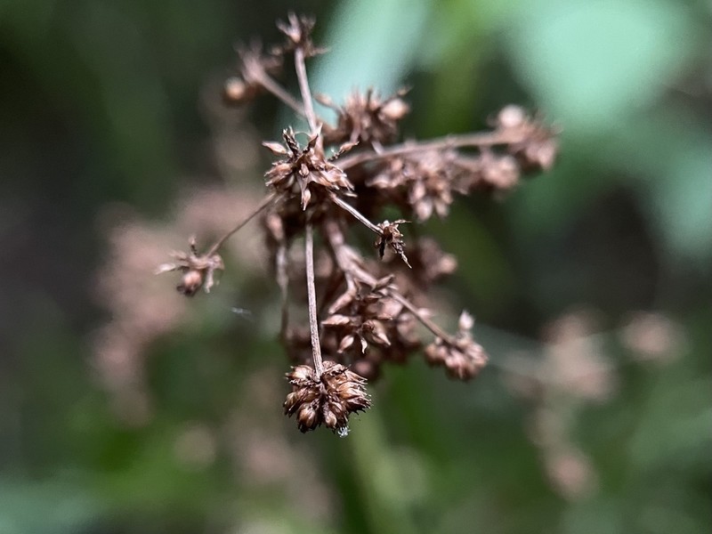 Georgia Bulrush photo 5