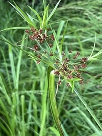 Georgia Bulrush