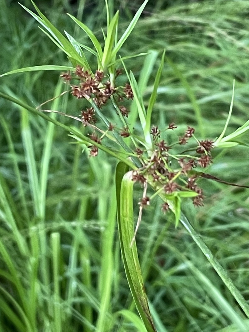 Georgia Bulrush photo 7