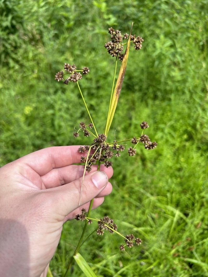 Georgia Bulrush photo 8