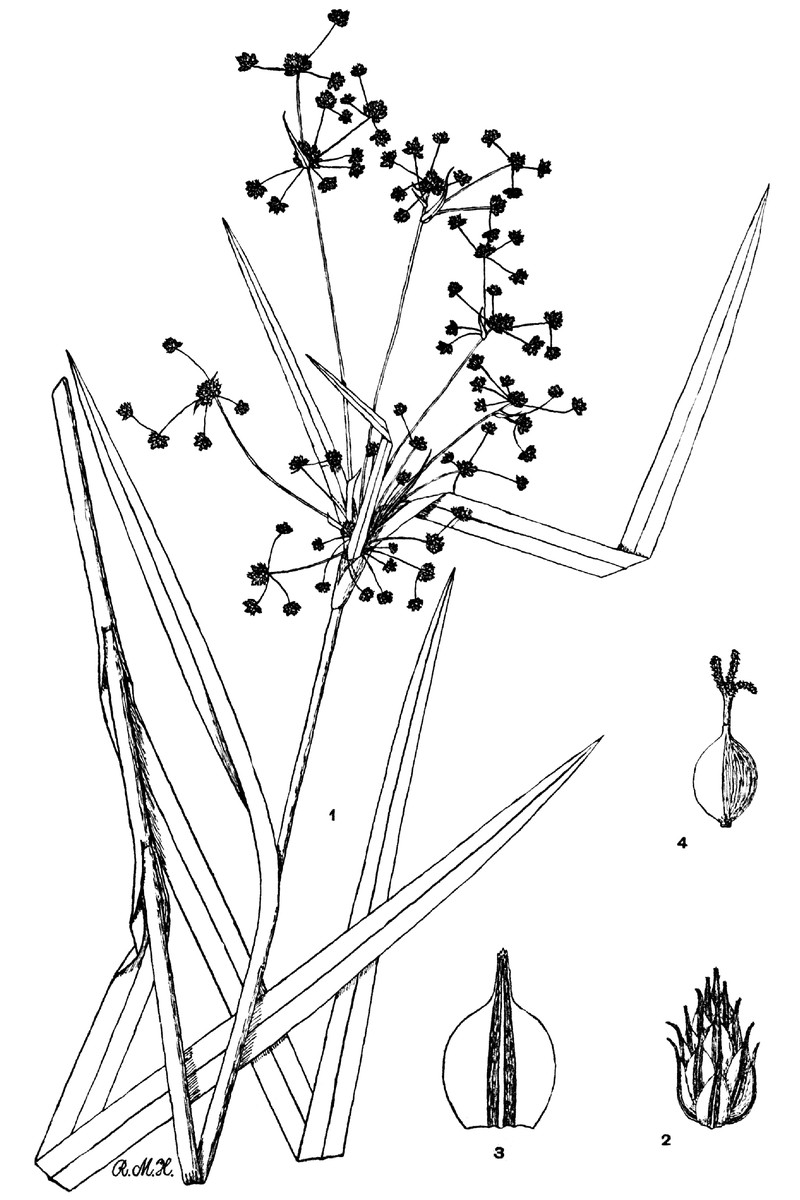 Georgia Bulrush