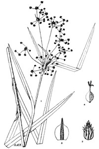 Georgia Bulrush