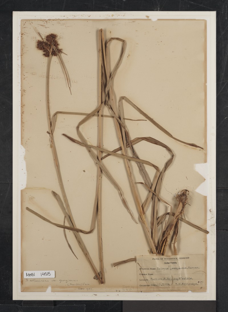 Georgia Bulrush photo 2