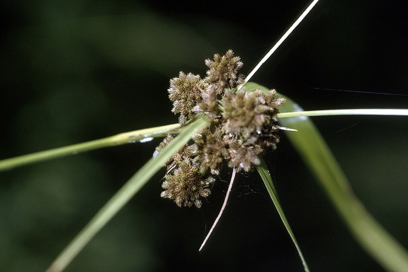 Georgia Bulrush photo 3
