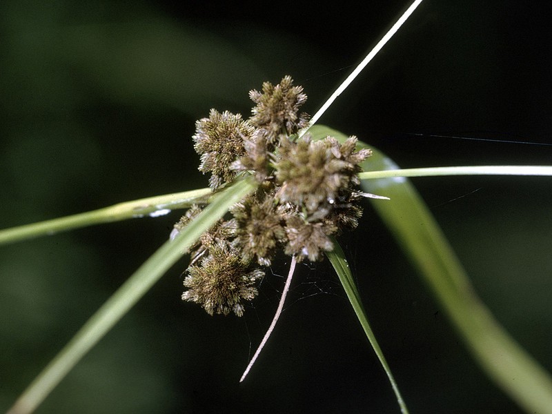 Georgia Bulrush photo 4