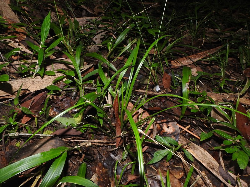 Scirpus hainanensis
