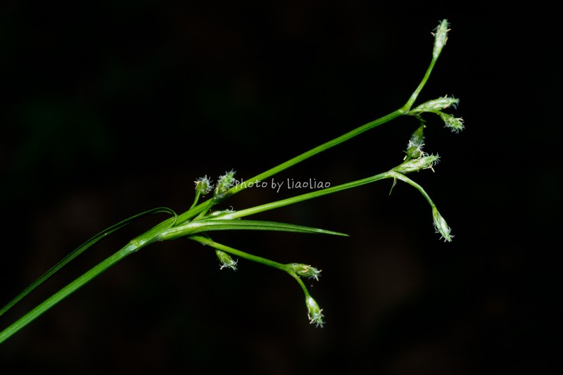 Scirpus hainanensis photo 3