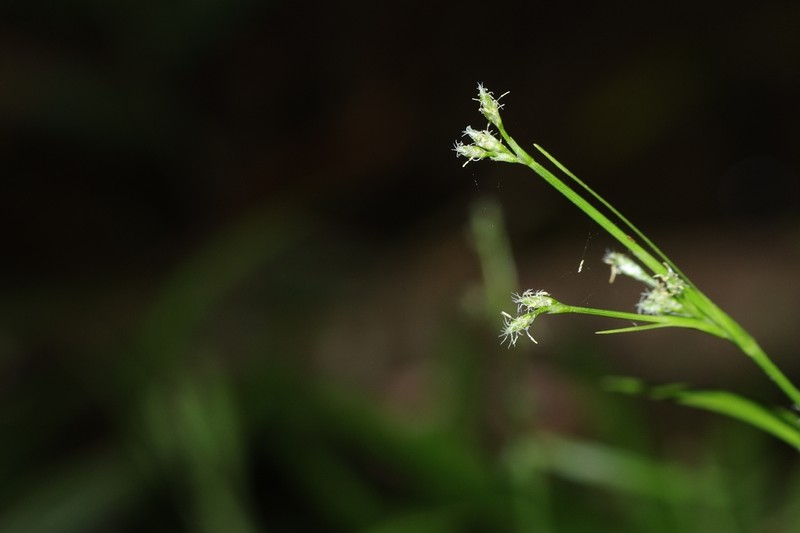 Scirpus hainanensis photo 4