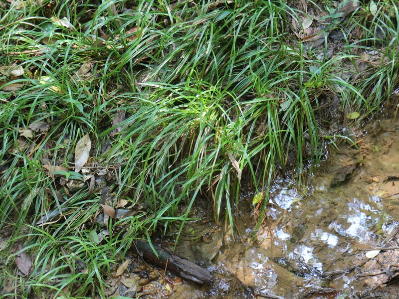Scirpus hainanensis photo 5