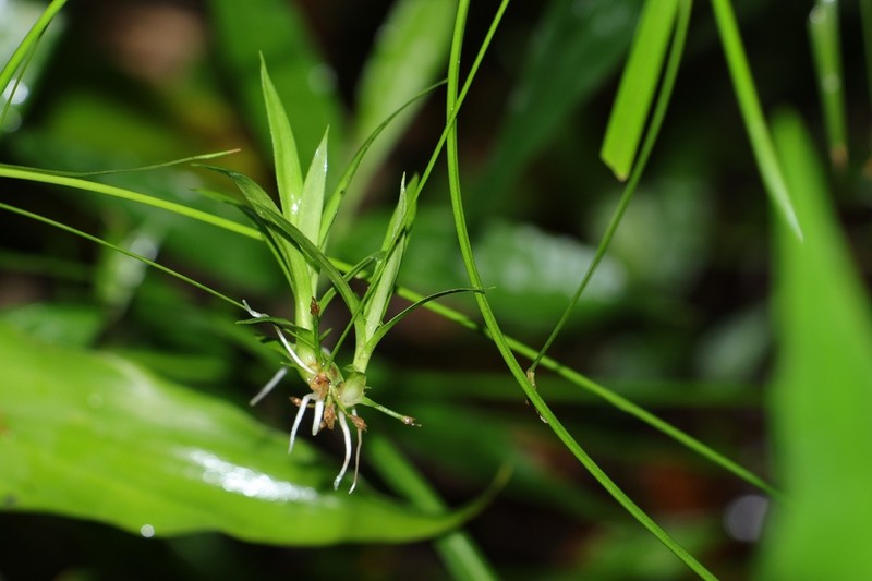 Scirpus hainanensis photo 6