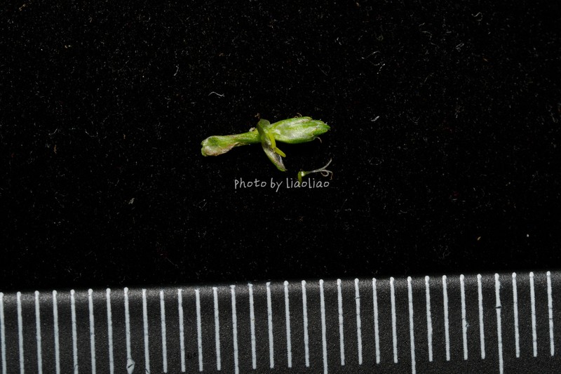 Scirpus hainanensis photo 7