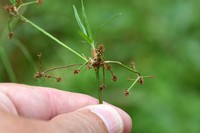 Mosquito Bulrush