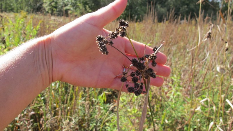 Mosquito Bulrush photo 2