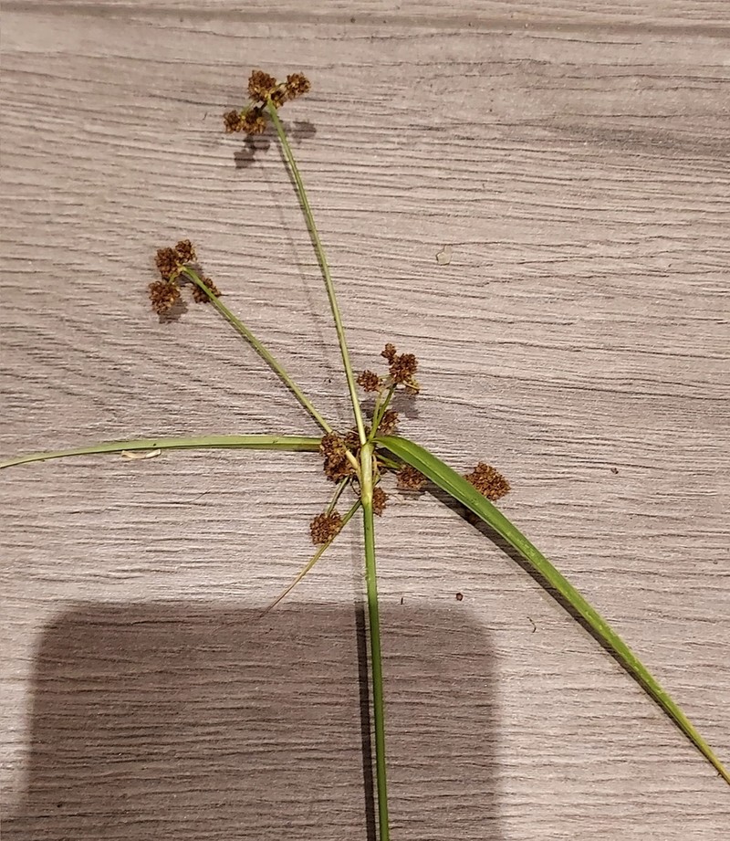 Mosquito Bulrush photo 3
