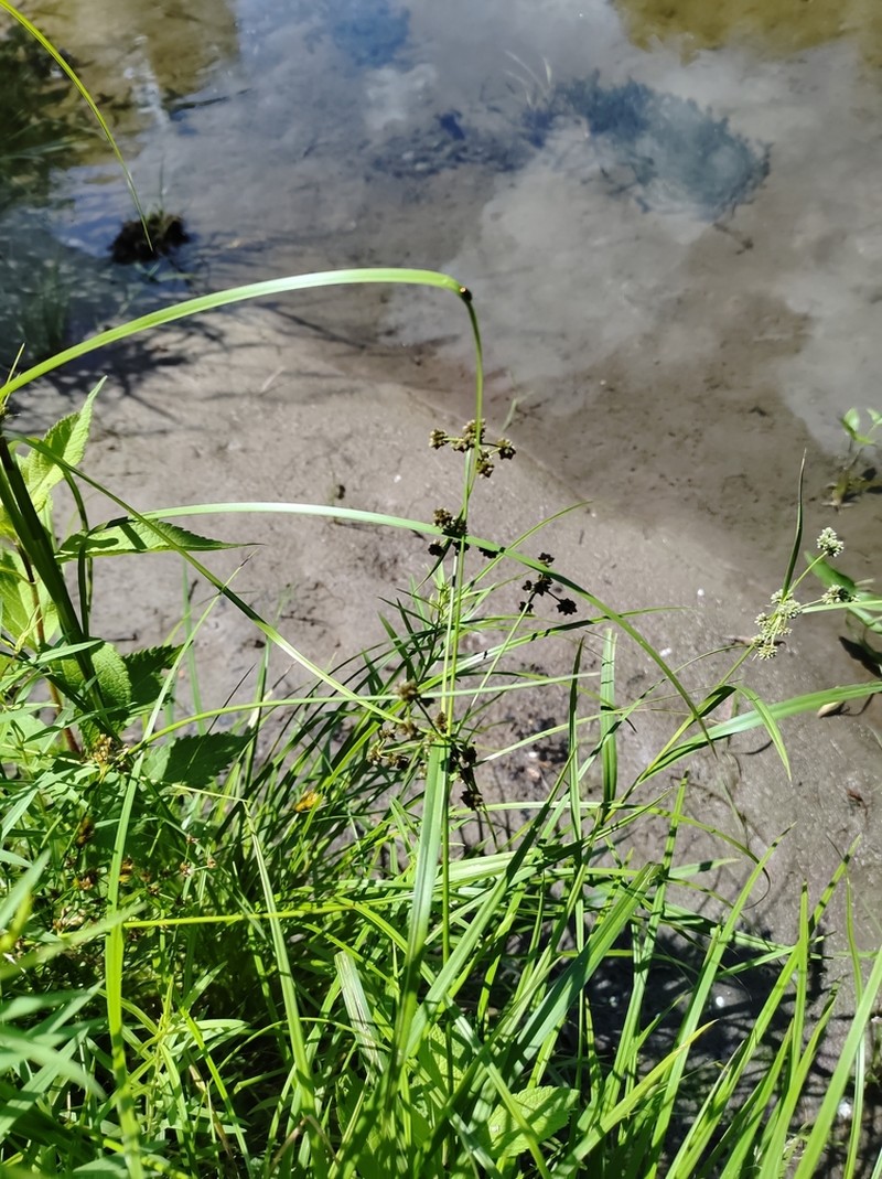 Mosquito Bulrush photo 4