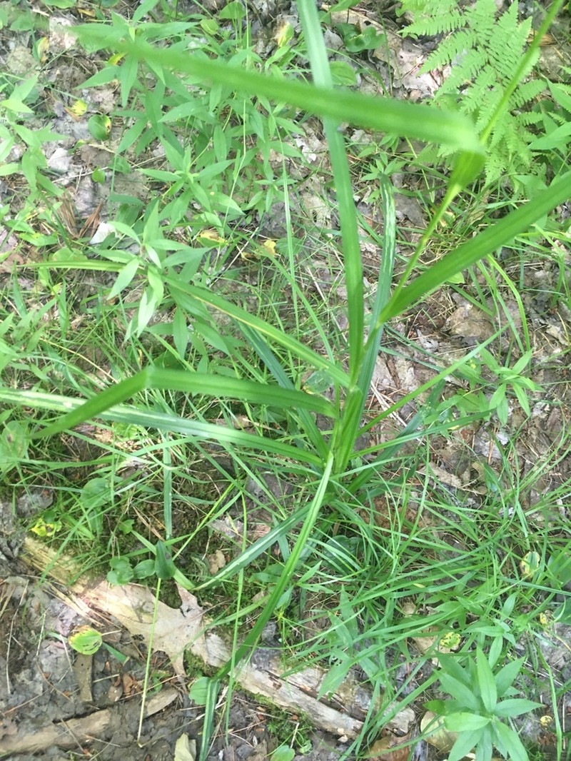 Mosquito Bulrush photo 6
