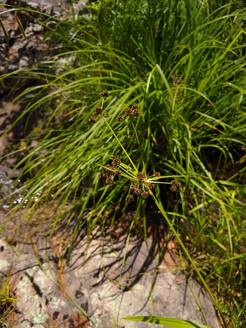 Mosquito Bulrush photo 8