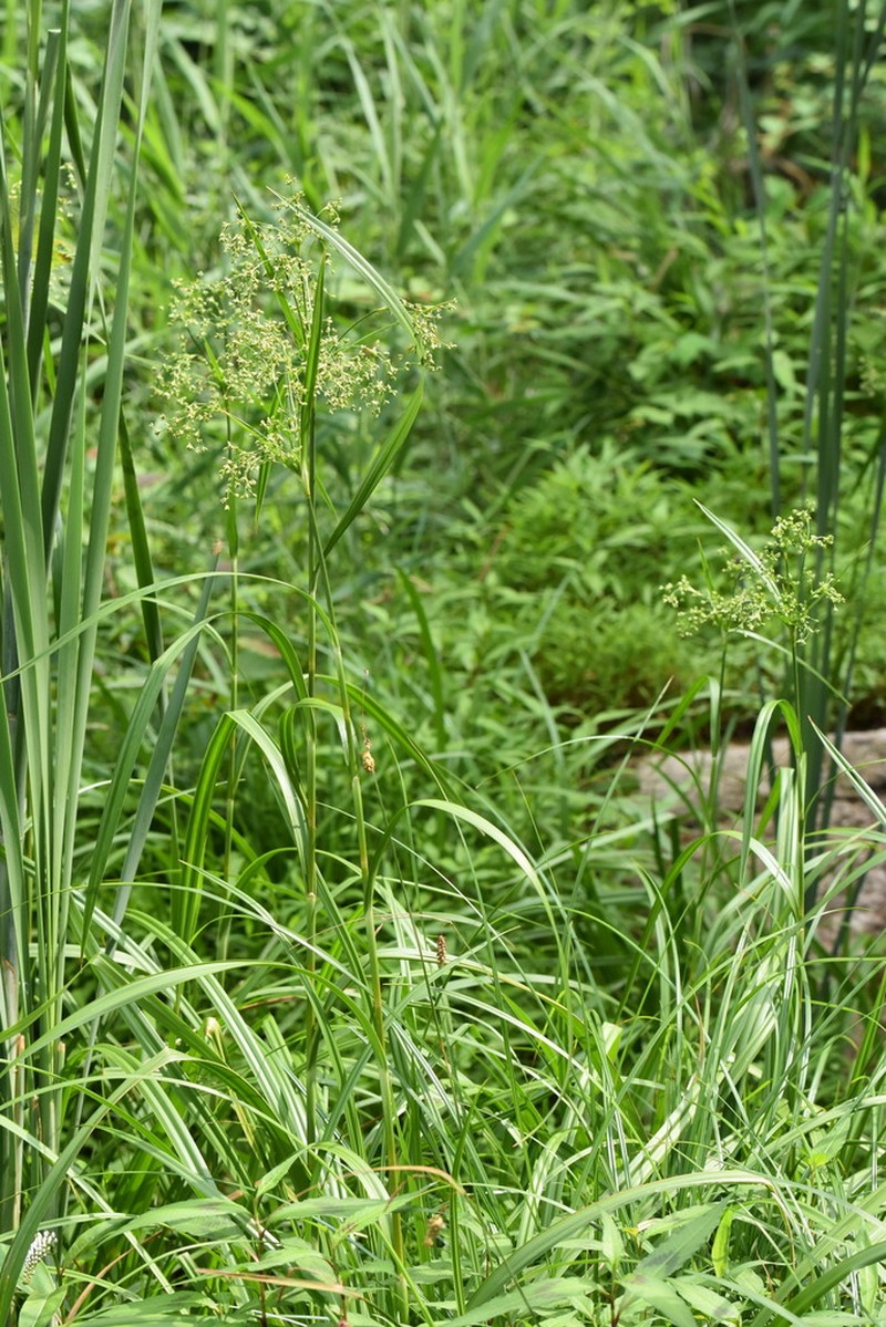 Scirpus karuisawensis