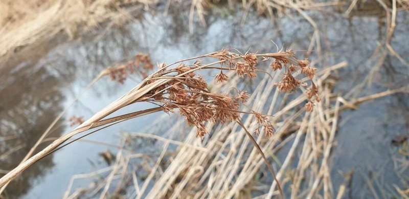 Scirpus karuisawensis photo 2