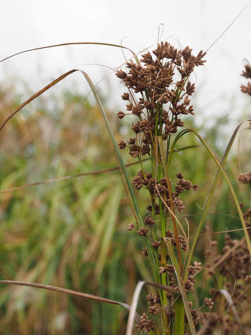 Scirpus karuisawensis photo 3