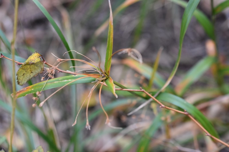 Scirpus karuisawensis photo 4