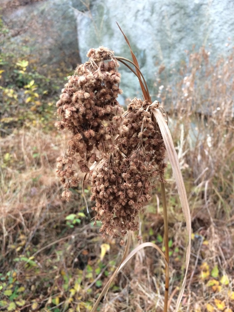 Scirpus karuisawensis photo 5