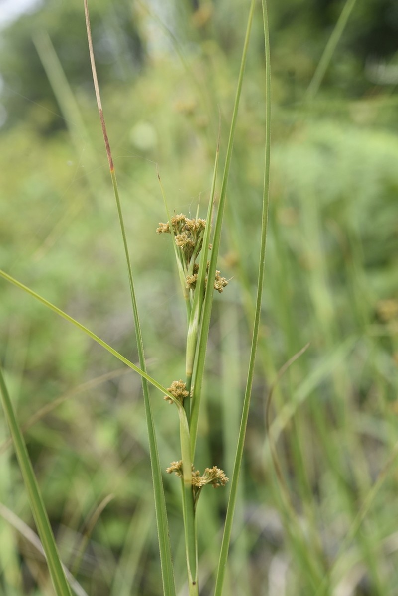 Scirpus karuisawensis photo 6
