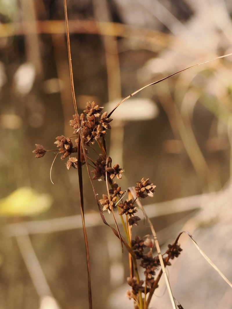 Scirpus karuisawensis photo 7