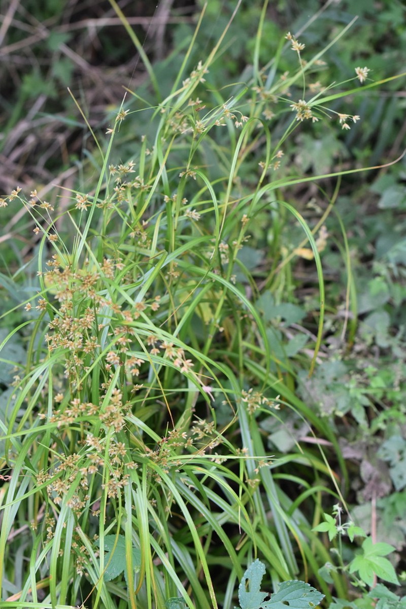 Scirpus karuisawensis photo 8