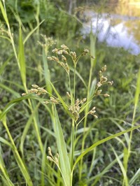 Drooping Bulrush