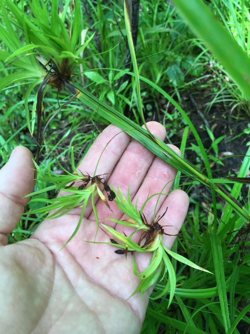 Drooping Bulrush photo 3
