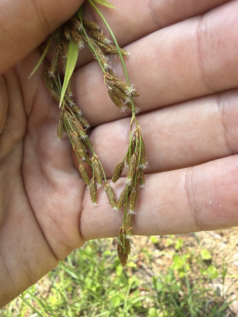 Drooping Bulrush photo 4