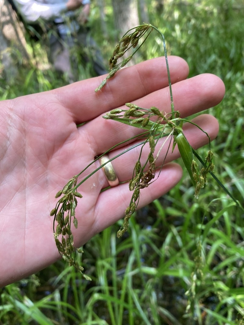 Drooping Bulrush photo 6